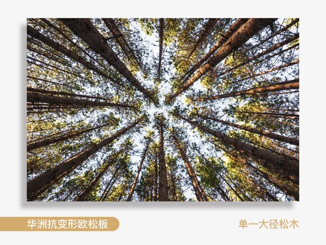 看得見的純凈，華洲抗變形歐松板！(圖2)